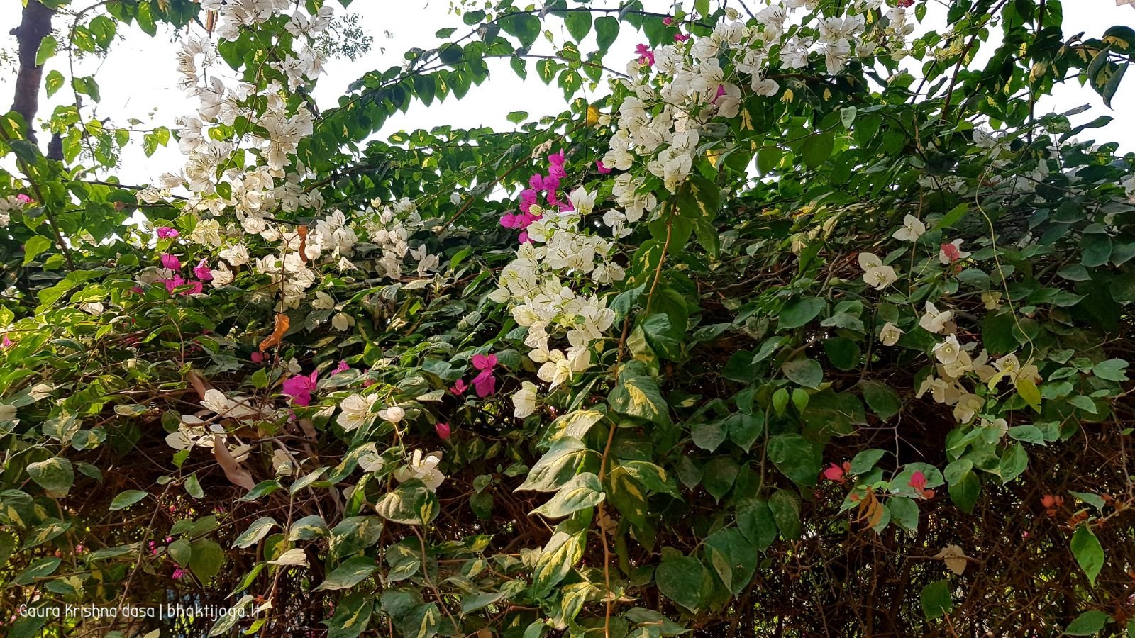  Varshana parikrama and preaching. 2019.12.10
